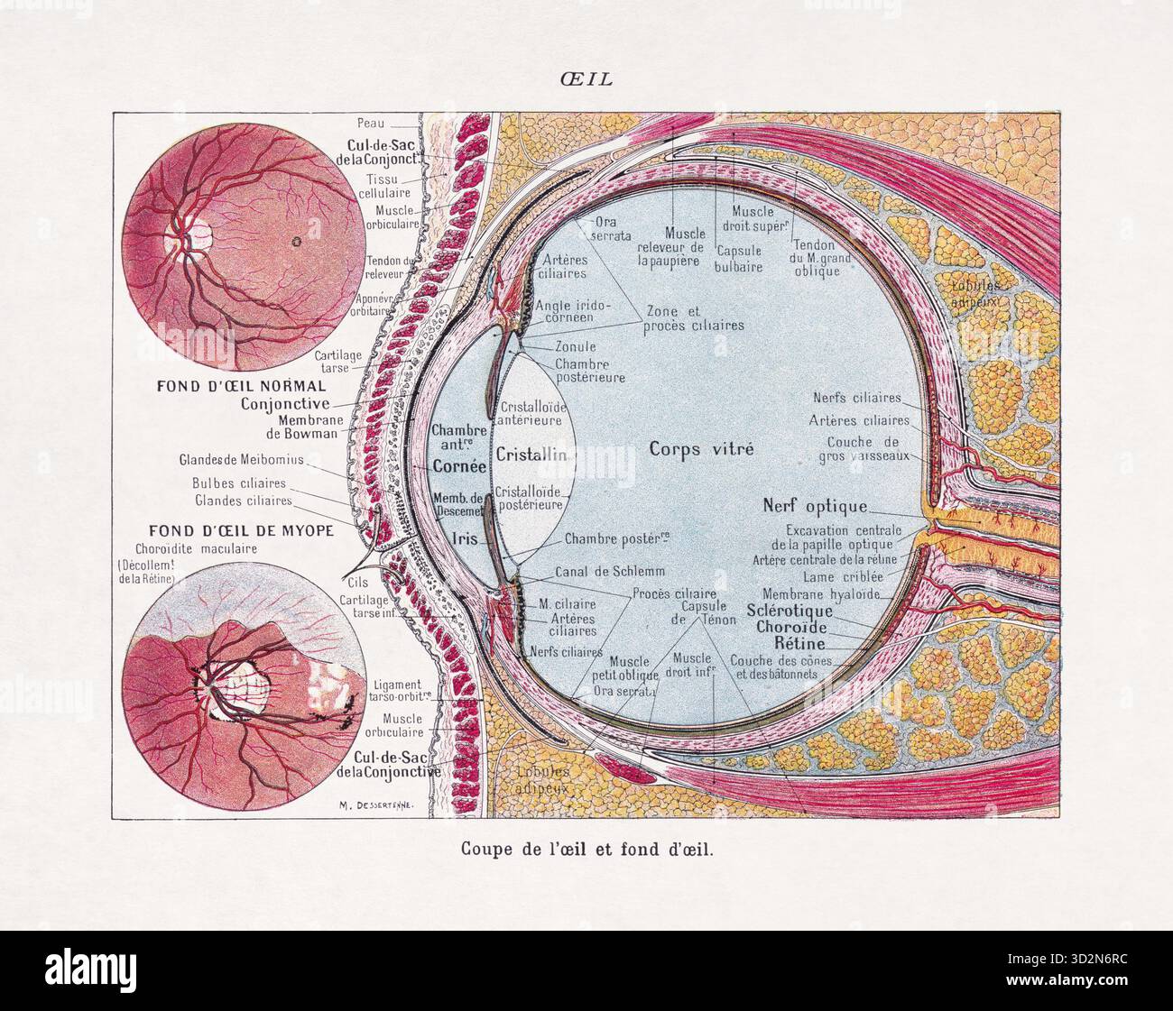 Farbmedizinische Illustration von Jacques Maurice Dessertenne zum Thema der Augen. Stockfoto