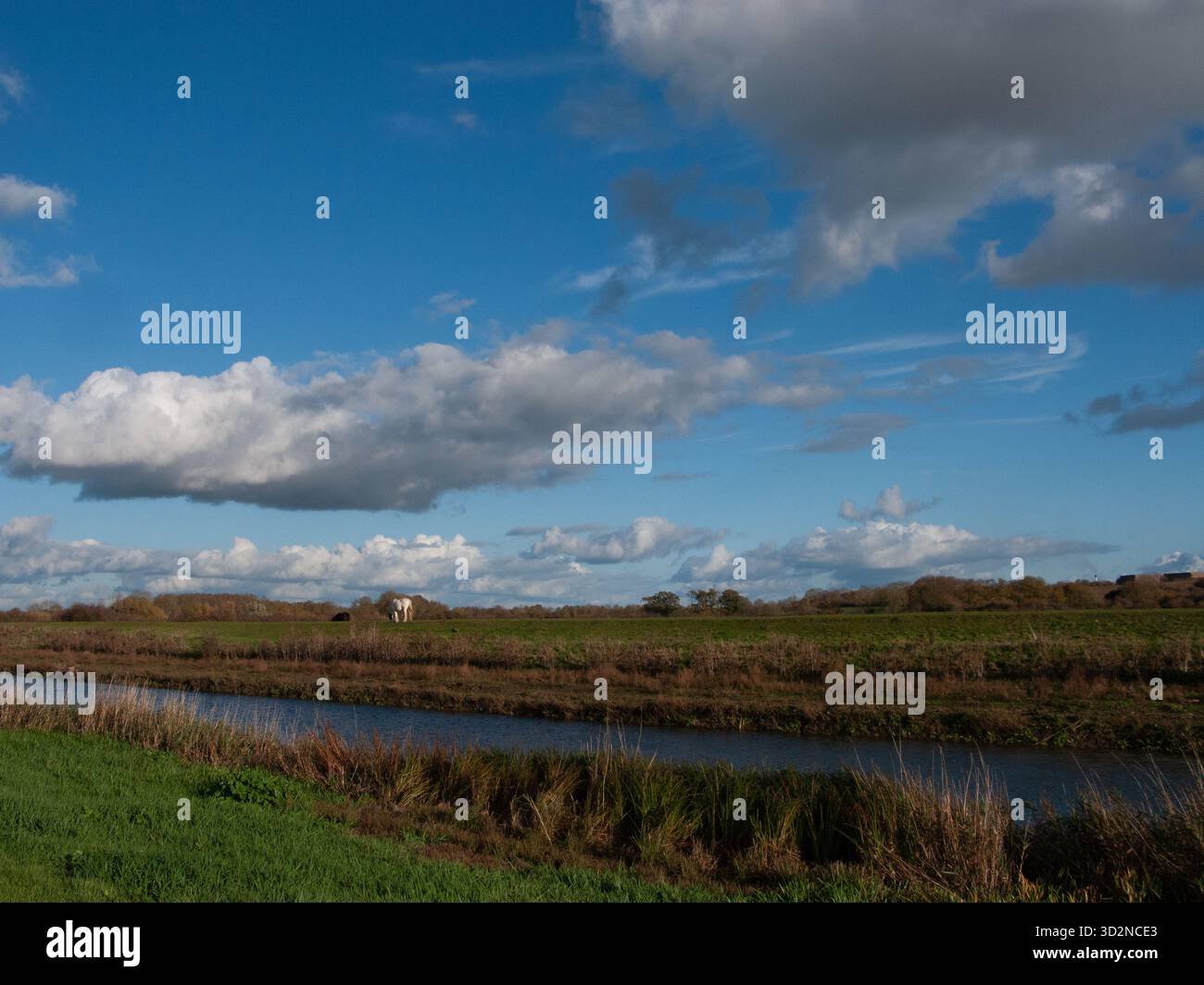 Weißes Pferd am Ufer, New Bedford River, Sutton Gault, Cambridgeshire Stockfoto