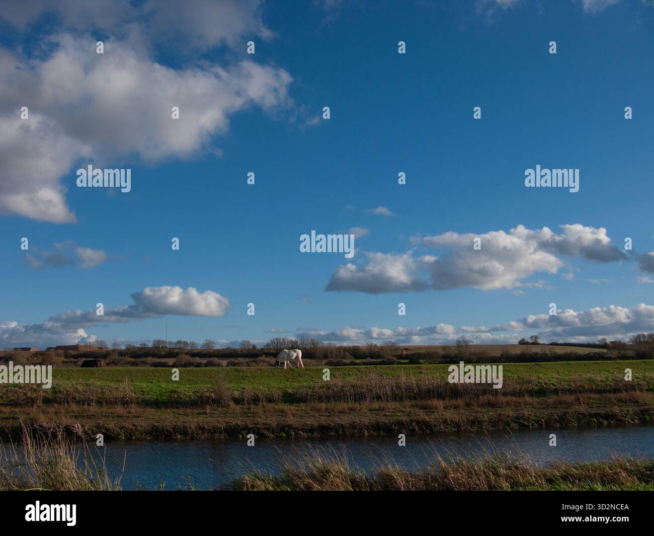 Weißes Pferd am Ufer, New Bedford River, Sutton Gault, Cambridgeshire Stockfoto