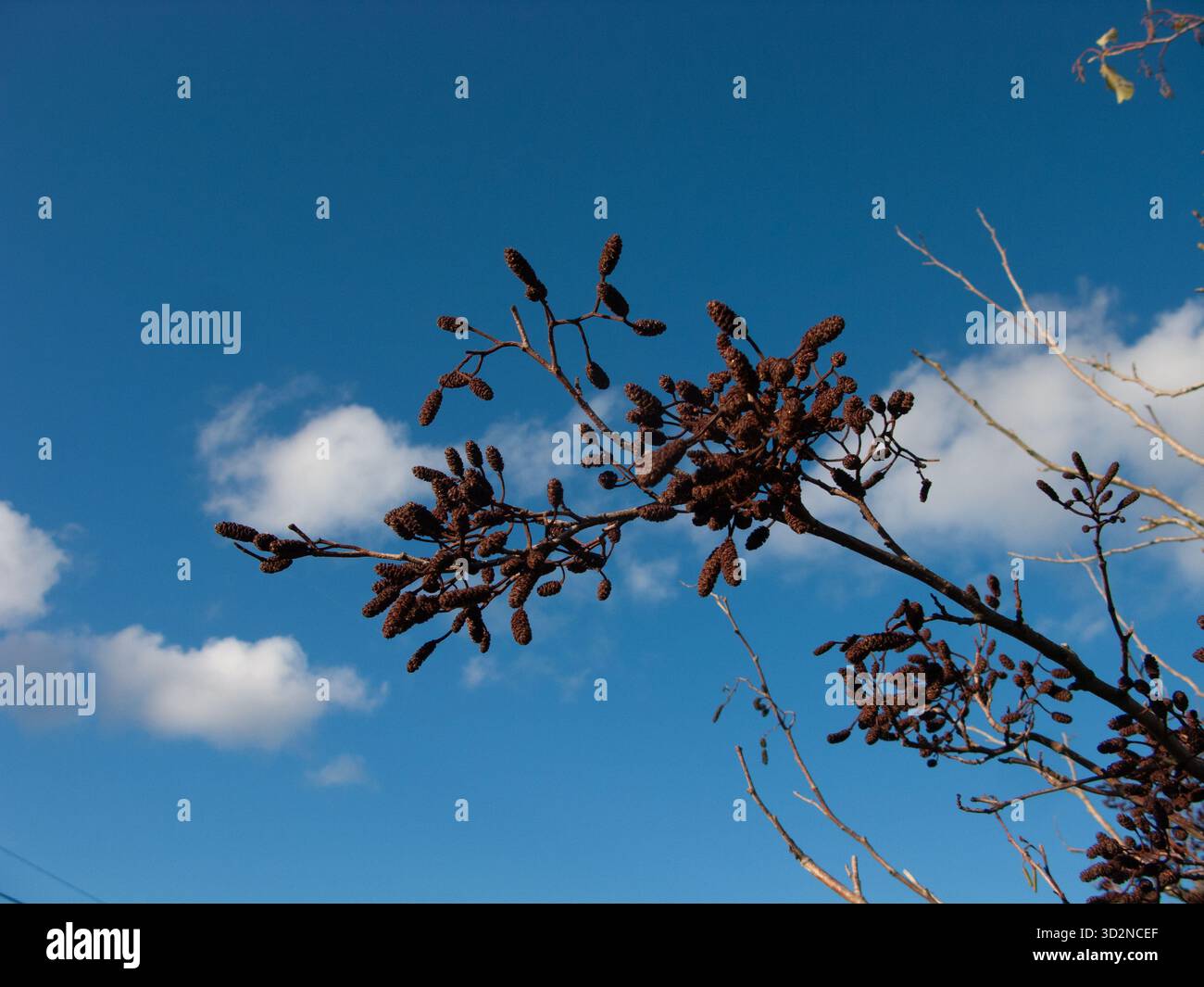 Erle Catkins, Sutton Gault, Cambridgeshire Stockfoto