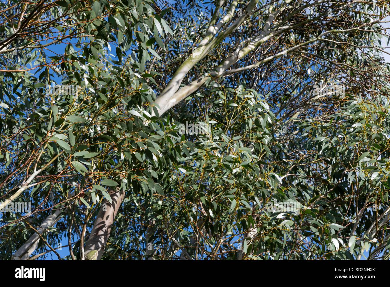 Eukalyptus pauciflora subsp. Debeuzevillei, (Jounama Schneegummi) in einem Garten mit klarem blauem Himmel dahinter. Stockfoto