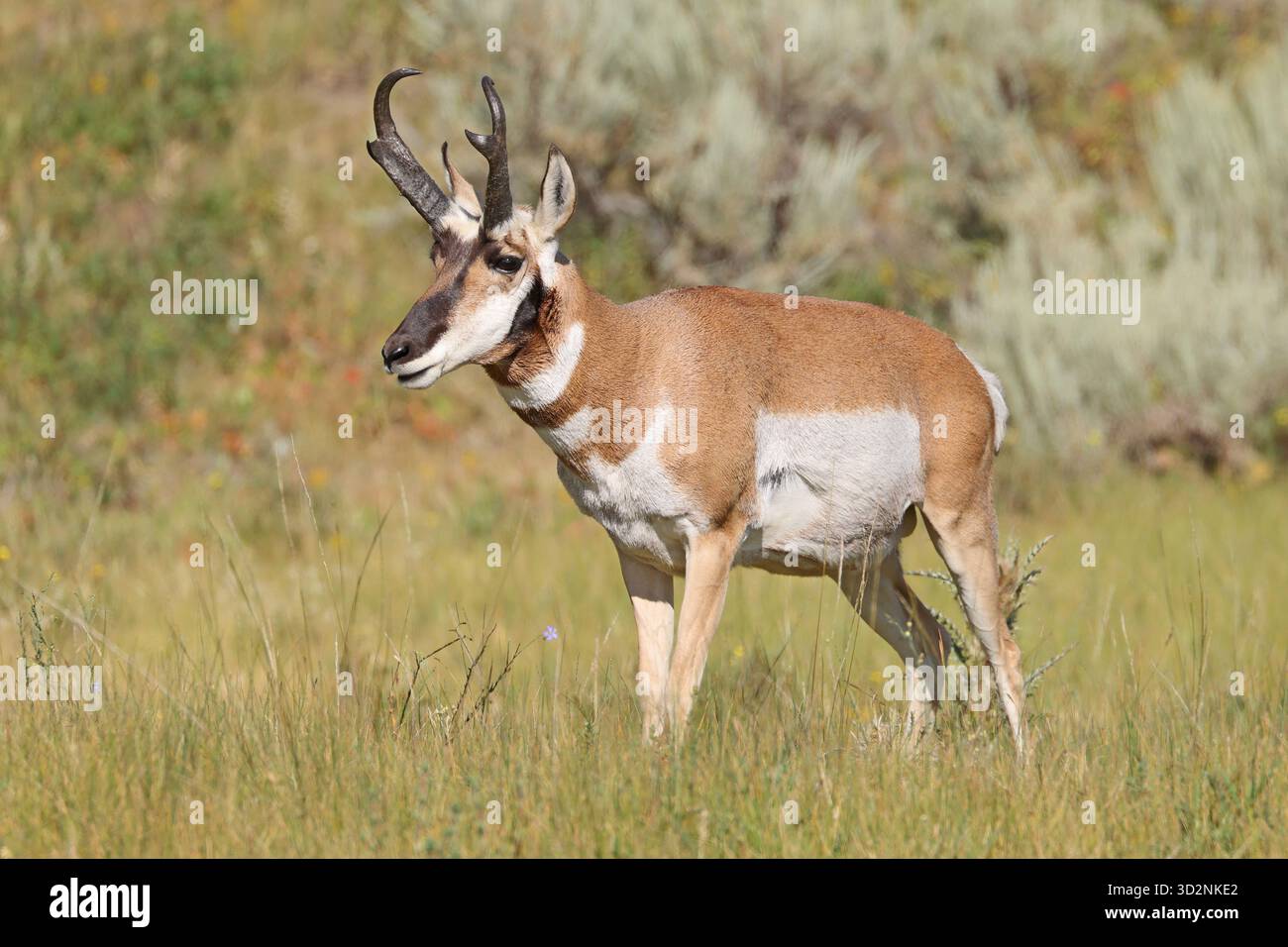 Pronghorn männlich auf dem Gras im Lamar Valley, Yellowstone National Park, USA Stockfoto