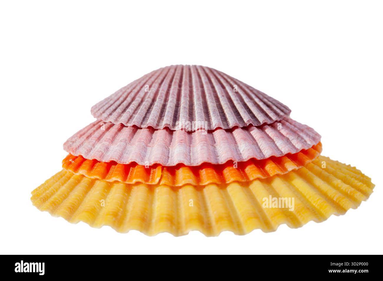 Stapel bunter Muscheln isoliert auf weißem Hintergrund, Nahaufnahme Stockfoto