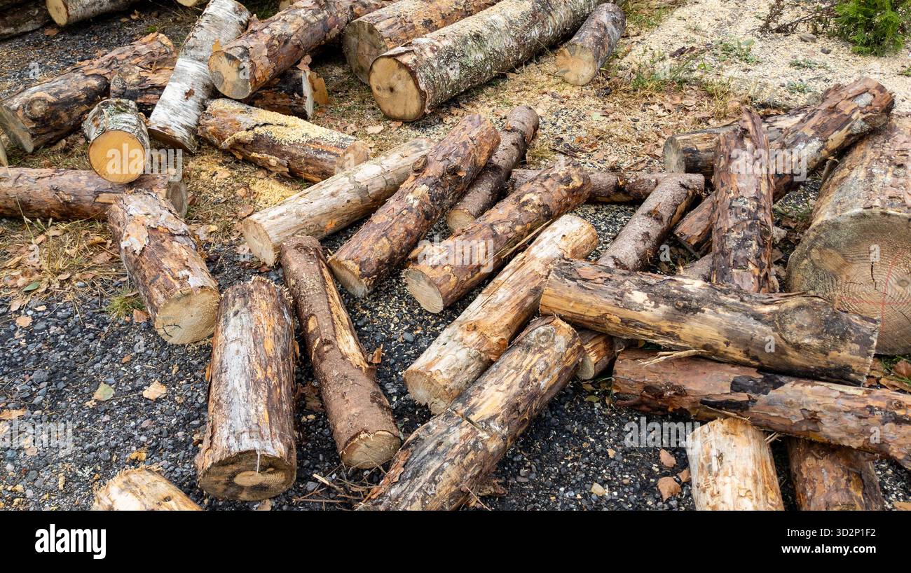 Gesägte Kiefernstämme und Sägemehl liegen auf dem Boden. Nahaufnahme von Baumstämmen. Entwaldungskonzept. Stockfoto