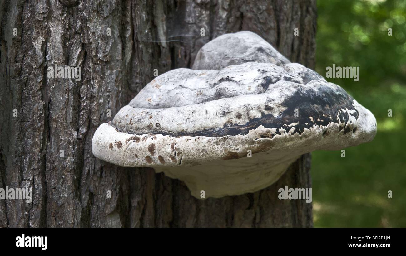 Nahaufnahme eines Baumpilzes, der auf einem Stamm wächst und die detaillierte Textur und natürliche Waldumgebung hervorhebt. Stockfoto