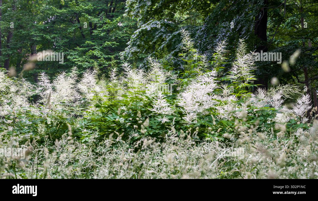 Arends' Spirea (Astilbe x arendsii) in voller Blüte vor einem Hintergrund hoher Bäume, die lebendige Gartenblumen hervorhebt. Stockfoto