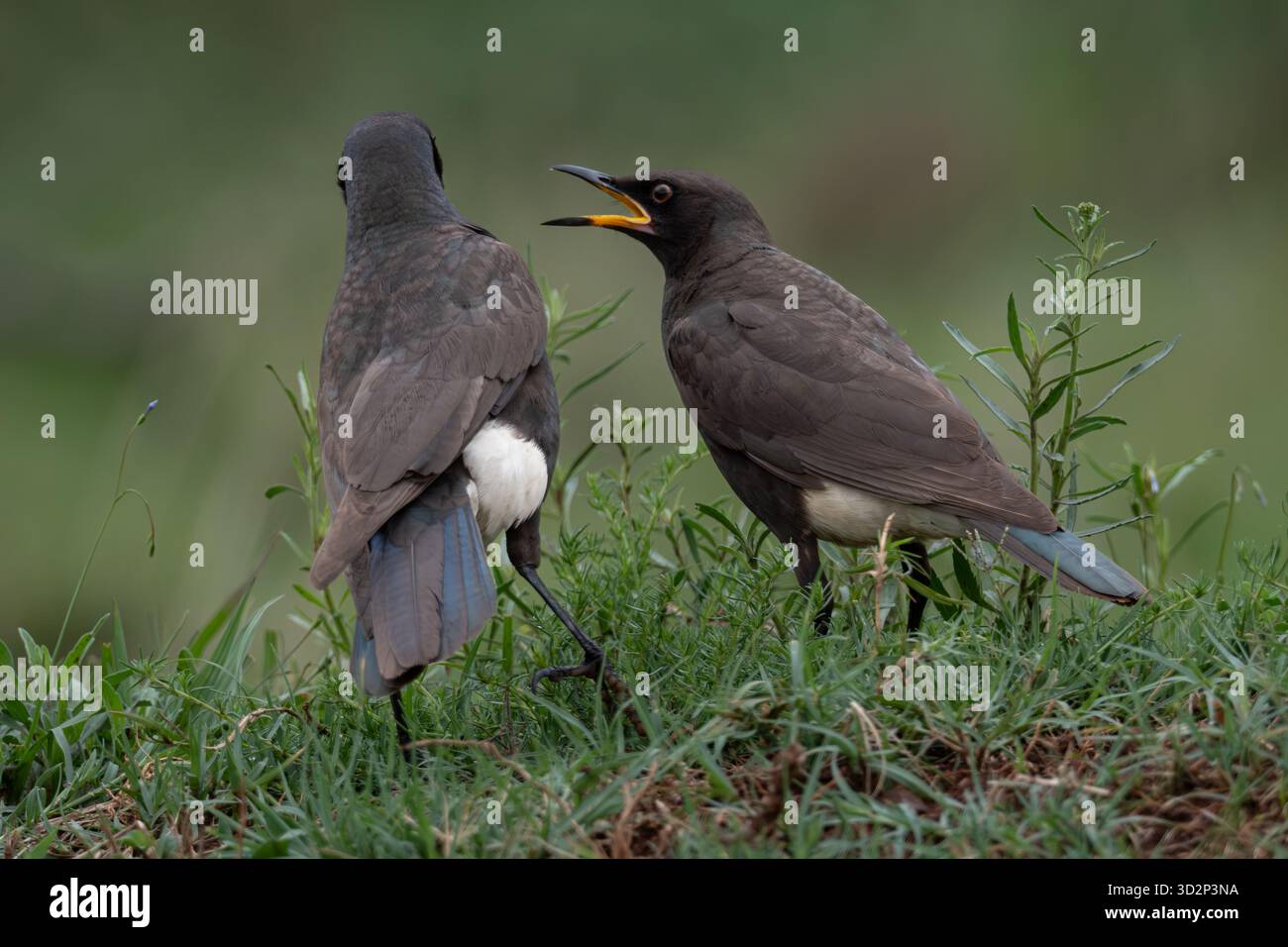Vogelpaar, die auf grünem Gras in der Natur interagieren Stockfoto