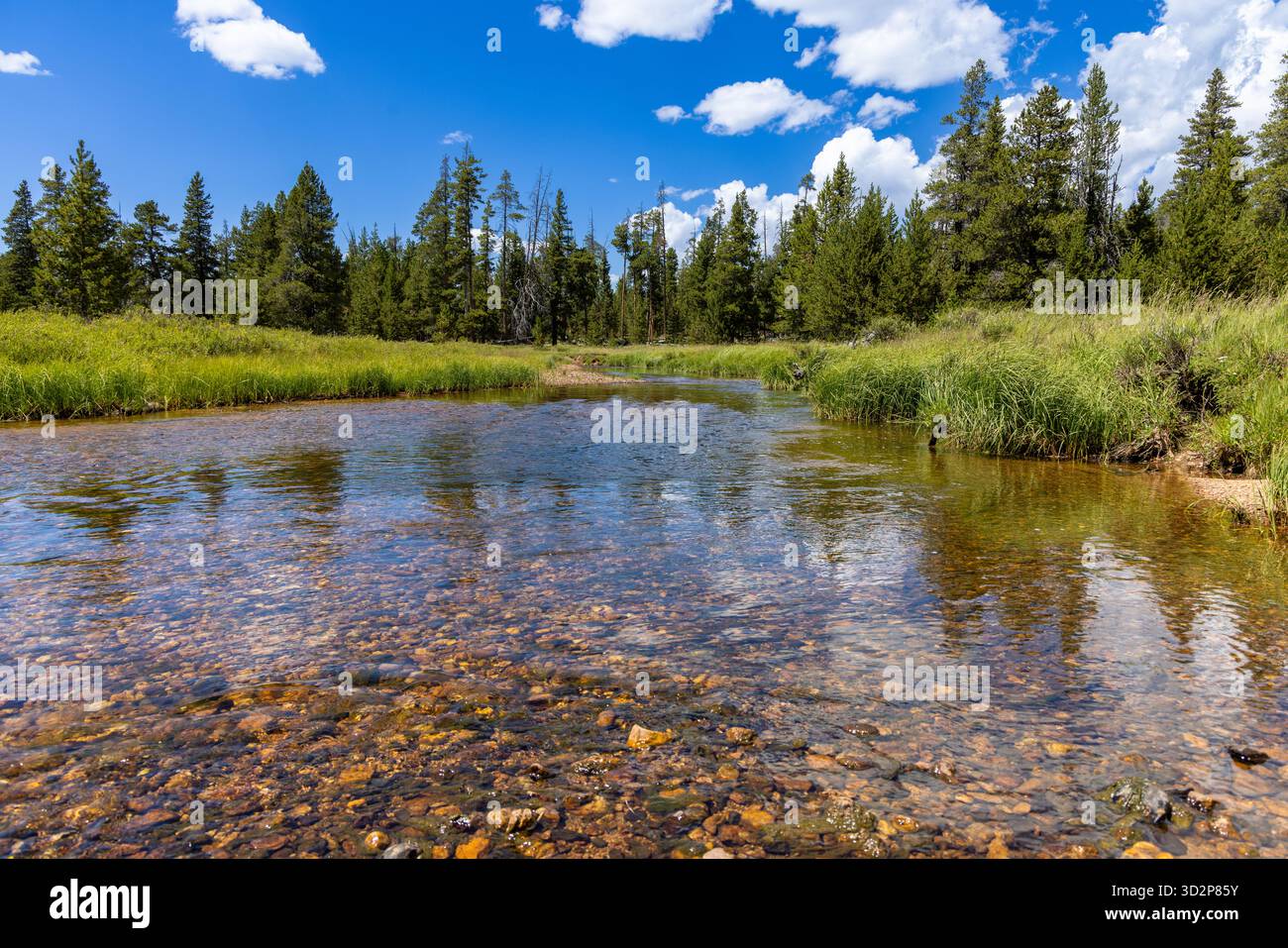 Flacher Waldfluss mit Felsen und Reflexen von Bäumen und Wolken im Bighorn National Forest, Wyoming, USA Stockfoto