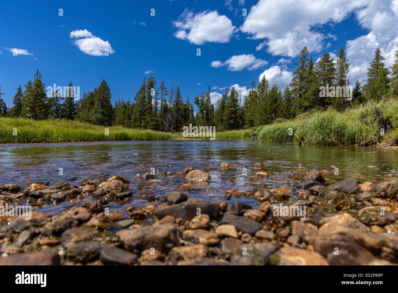 Flacher Blick auf einen klaren Gebirgsbach mit Felsen und Kiefern im Bighorn National Forest, Wyoming, USA Stockfoto