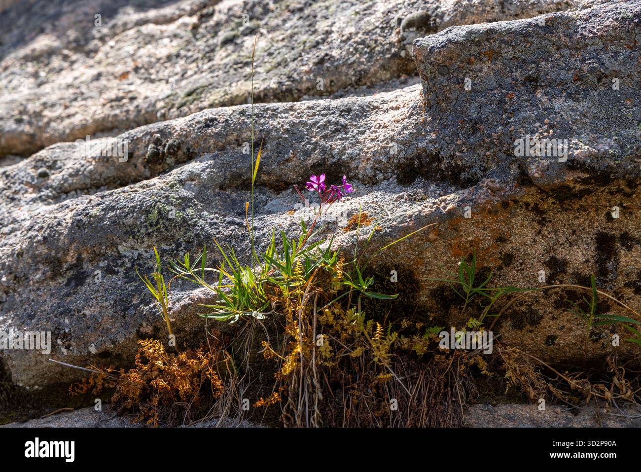 Violette Wildblumen wachsen aus Granitgestein im Bighorn National Forest, Wyoming, USA Stockfoto