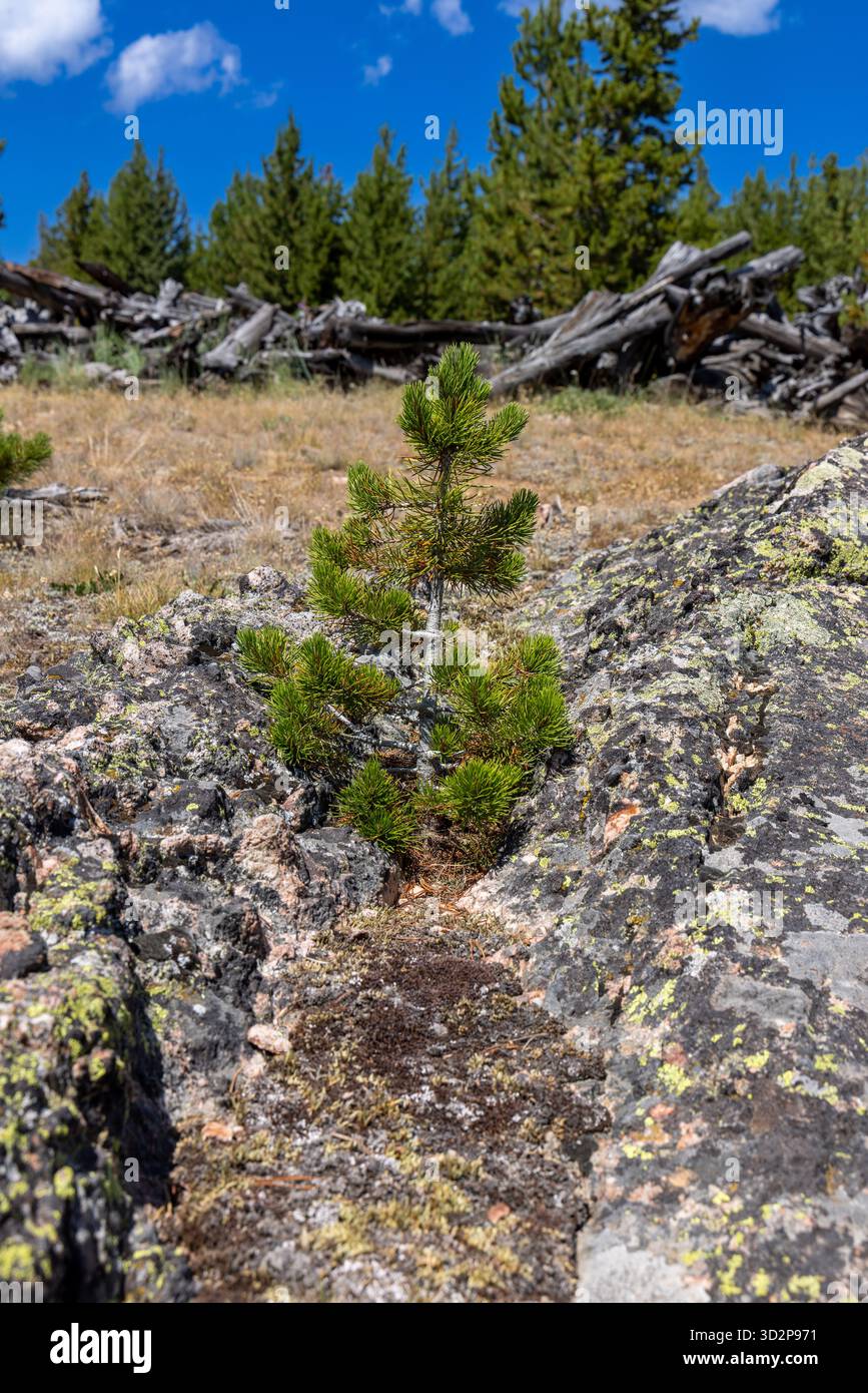 Junge Kiefer wächst aus felsigem Boden im Bighorn National Forest, Wyoming, USA Stockfoto