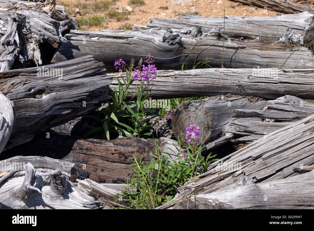 Lila Wildblumen wachsen unter verwitterten, gefallenen Baumstämmen im Bighorn National Forest, Wyoming, USA Stockfoto