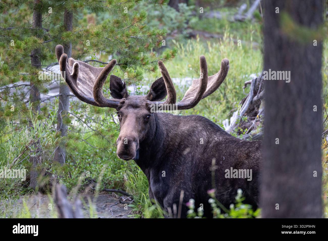 Bullenelche stehen im Wald, umgeben von grüner Vegetation, und blicken auf Sie im Bighorn National Forest, Wyoming, USA Stockfoto