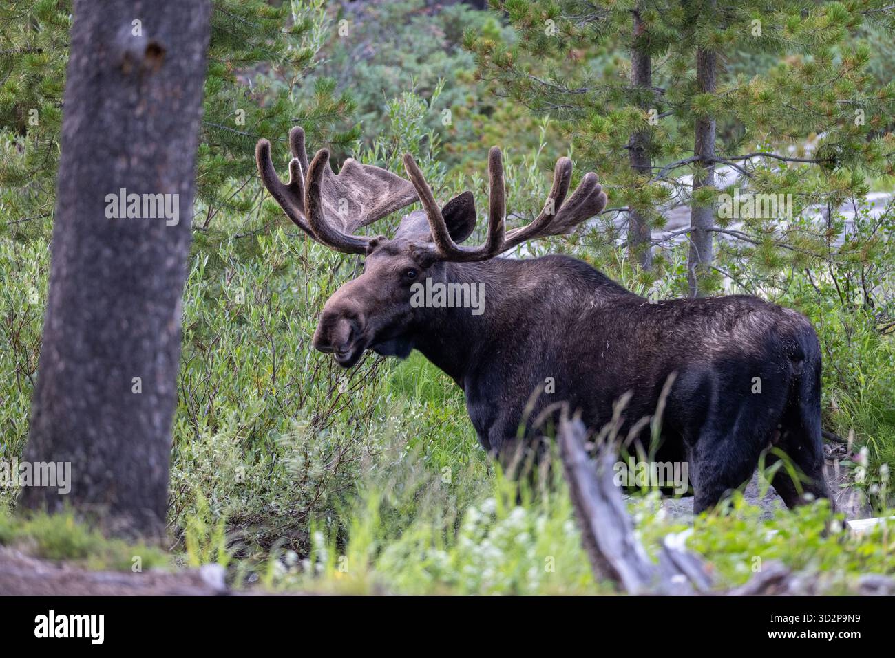 Bullenelche stehen im Wald, umgeben von grüner Vegetation im Bighorn National Forest, Wyoming, USA Stockfoto