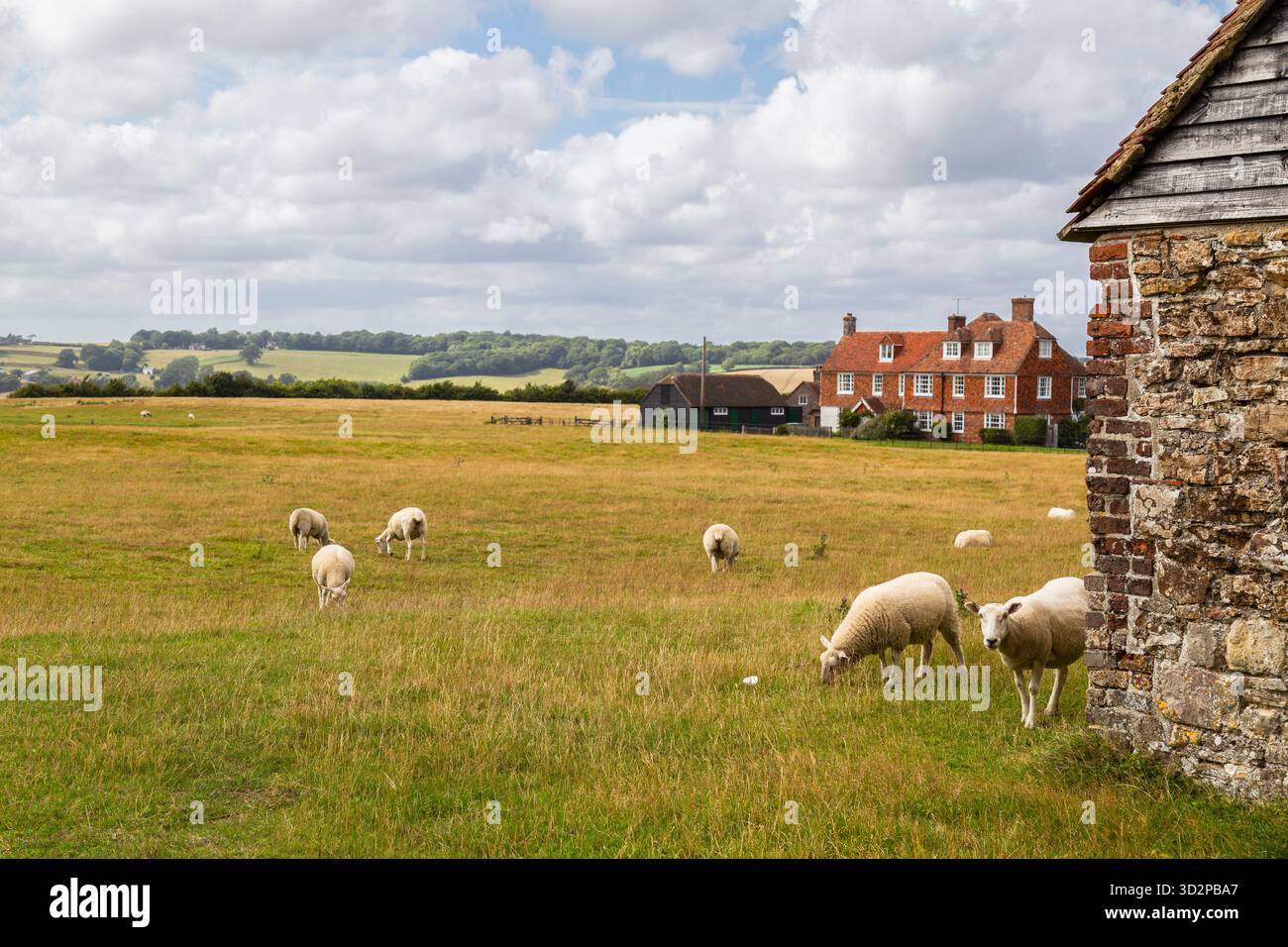 Weidende Schafe in der Landschaft nahe dem Dorf Winchelsea in England. Stockfoto