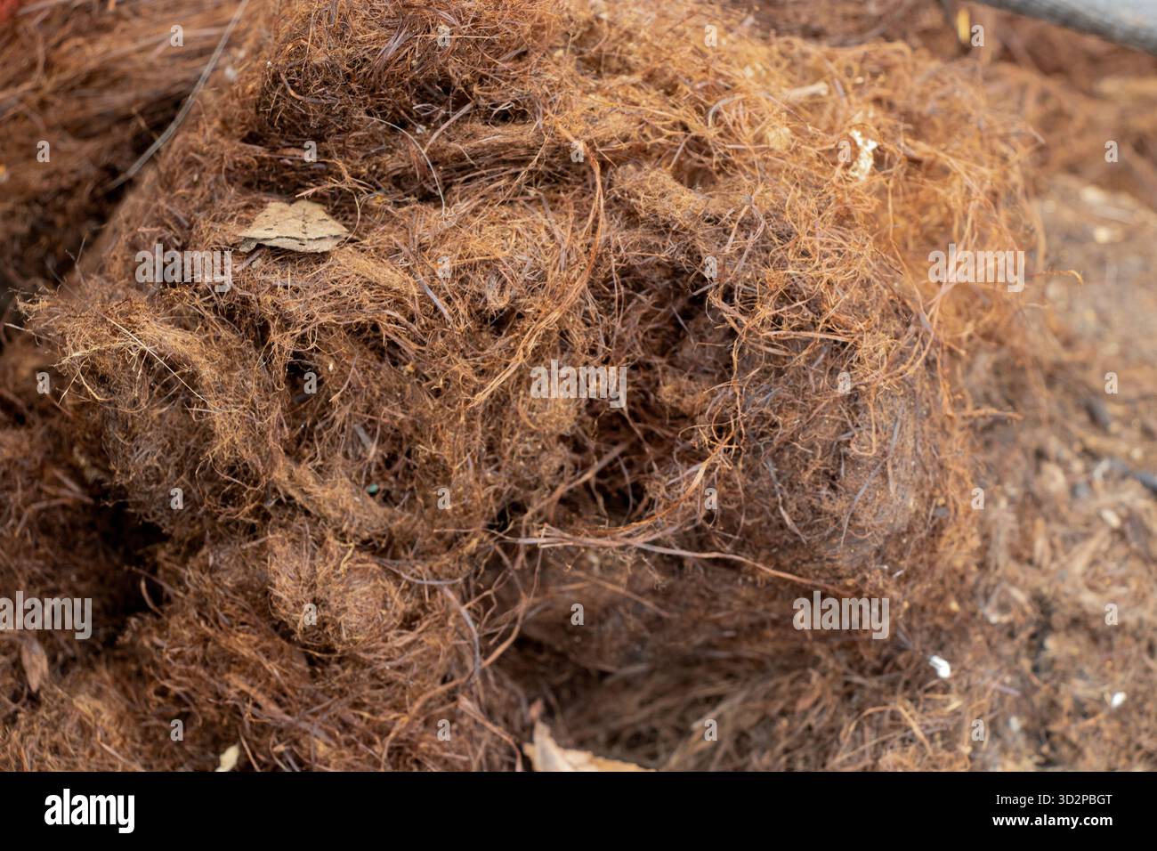 Nahaufnahme von schmutzigen, alten braunen Pflanzenfasern zur Isolierung, Abdichtung von Rissen, Polsterung von Möbeln und Verpackungsproduktion Stockfoto