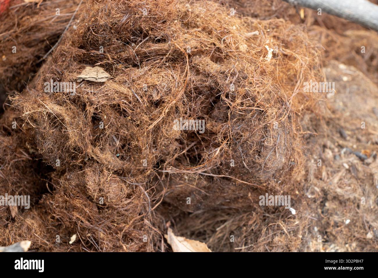 Nahaufnahme von schmutzigen, alten braunen Pflanzenfasern zur Isolierung, Abdichtung von Rissen, Polsterung von Möbeln und Verpackungsproduktion Stockfoto