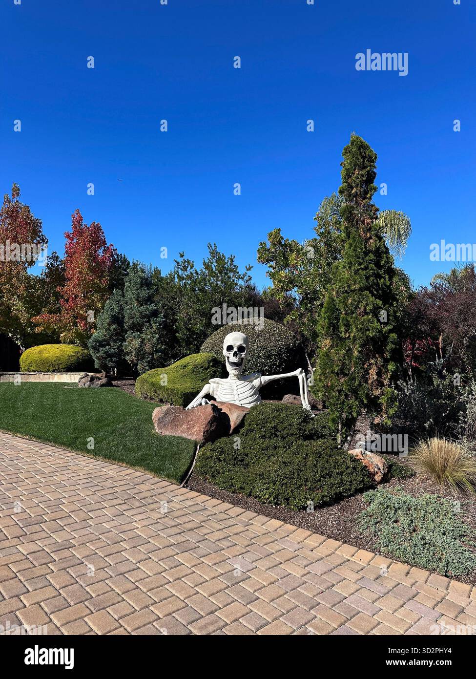 Riesige Halloween-Skelett-Dekoration, die aus dem landschaftlich gestalteten Vorgarten auftaucht - Smartphone-aufgenommenes Stockfoto