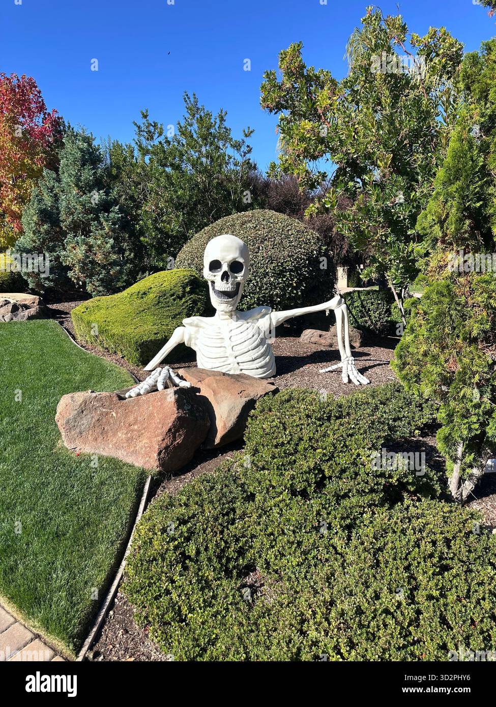 Riesige Halloween-Skelett-Dekoration, die aus dem landschaftlich gestalteten Vorgarten auftaucht - Smartphone-aufgenommenes Stockfoto