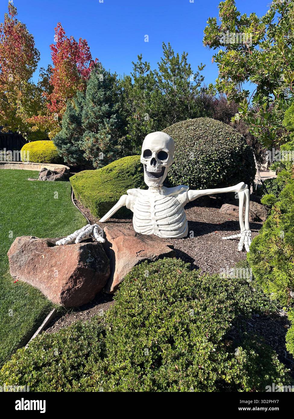 Riesige Halloween-Skelett-Dekoration, die aus dem landschaftlich gestalteten Vorgarten auftaucht - Smartphone-aufgenommenes Stockfoto