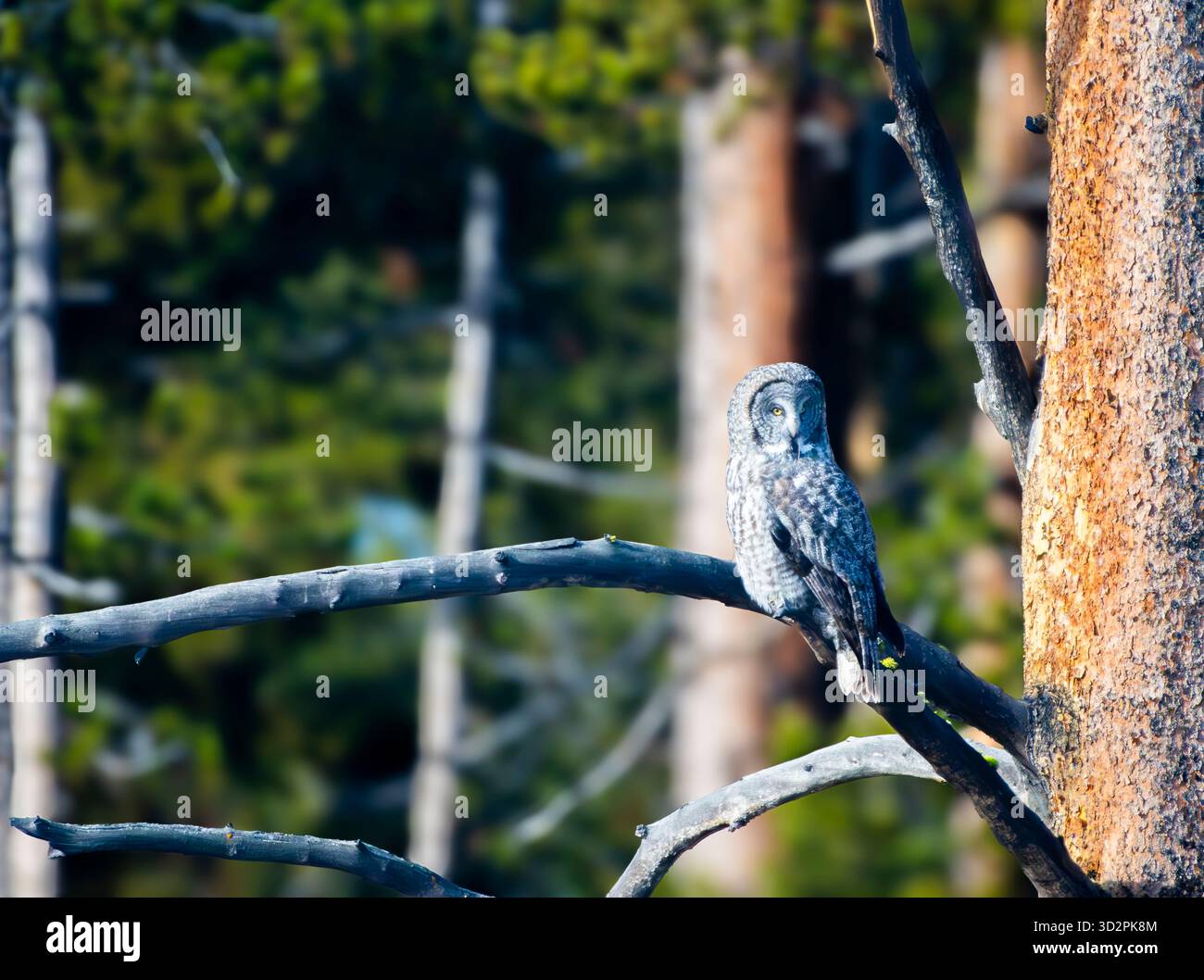 In den Wald Stockfoto