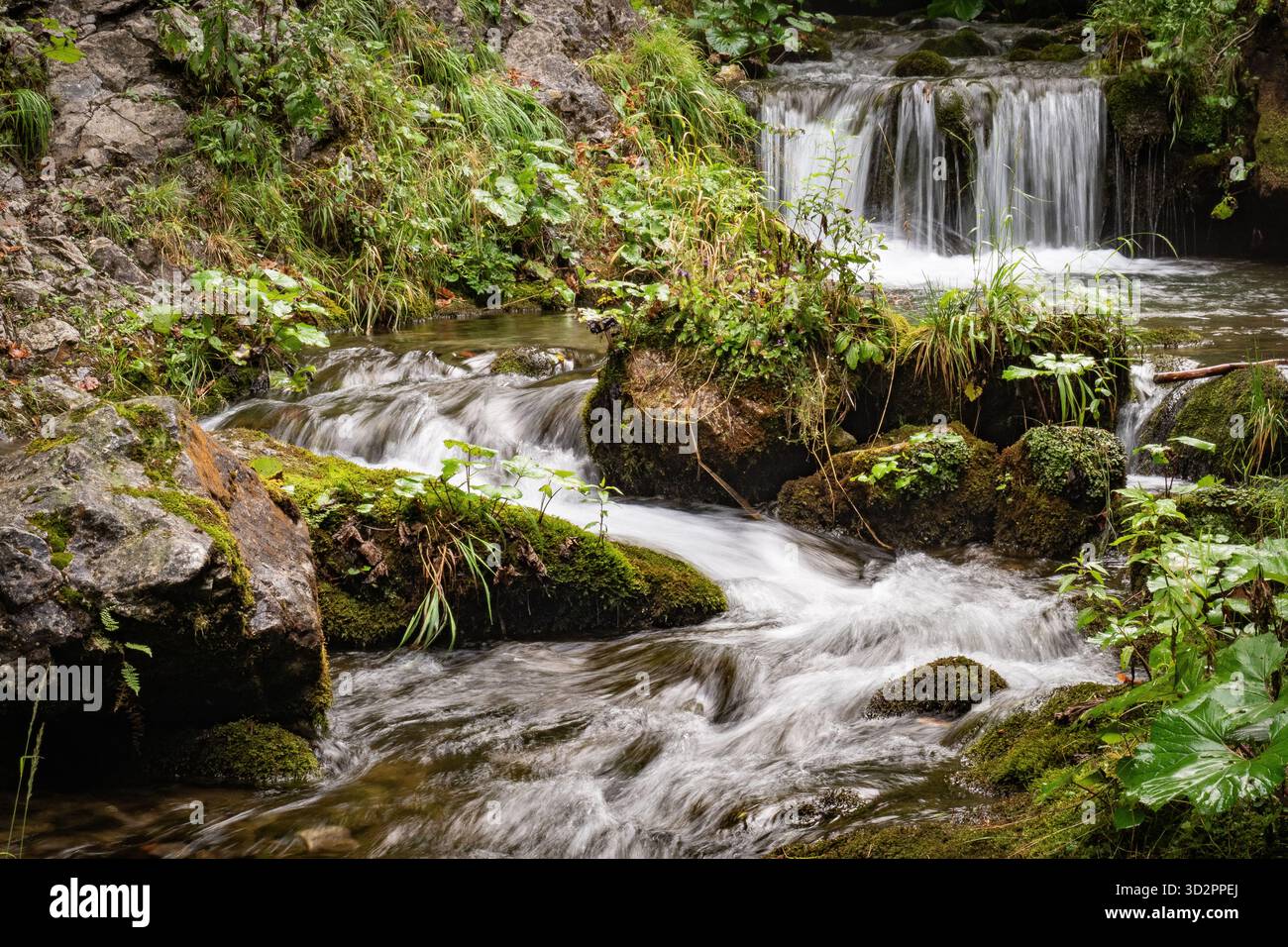 Kleiner, kaskadierender Waldbach, der über moosige Felsen in einem üppig grünen Wald fließt. Stockfoto