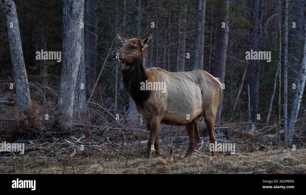 Kuhelchen an einem Aprilmorgen in Clam Lake, Wisconsin. Stockfoto