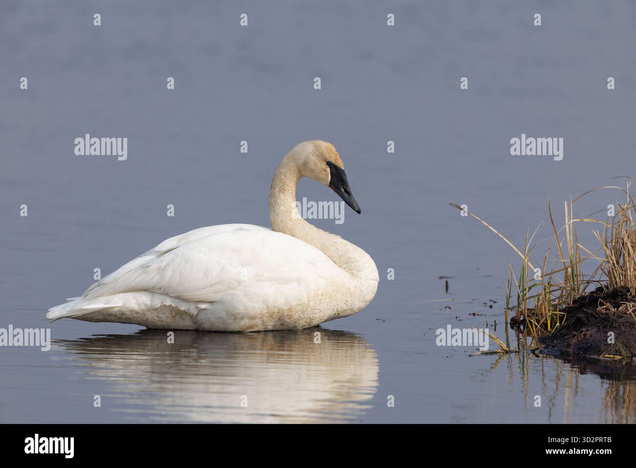 Trompeterschwan in Crex Meadows im Nordwesten von Wisconsin. Stockfoto
