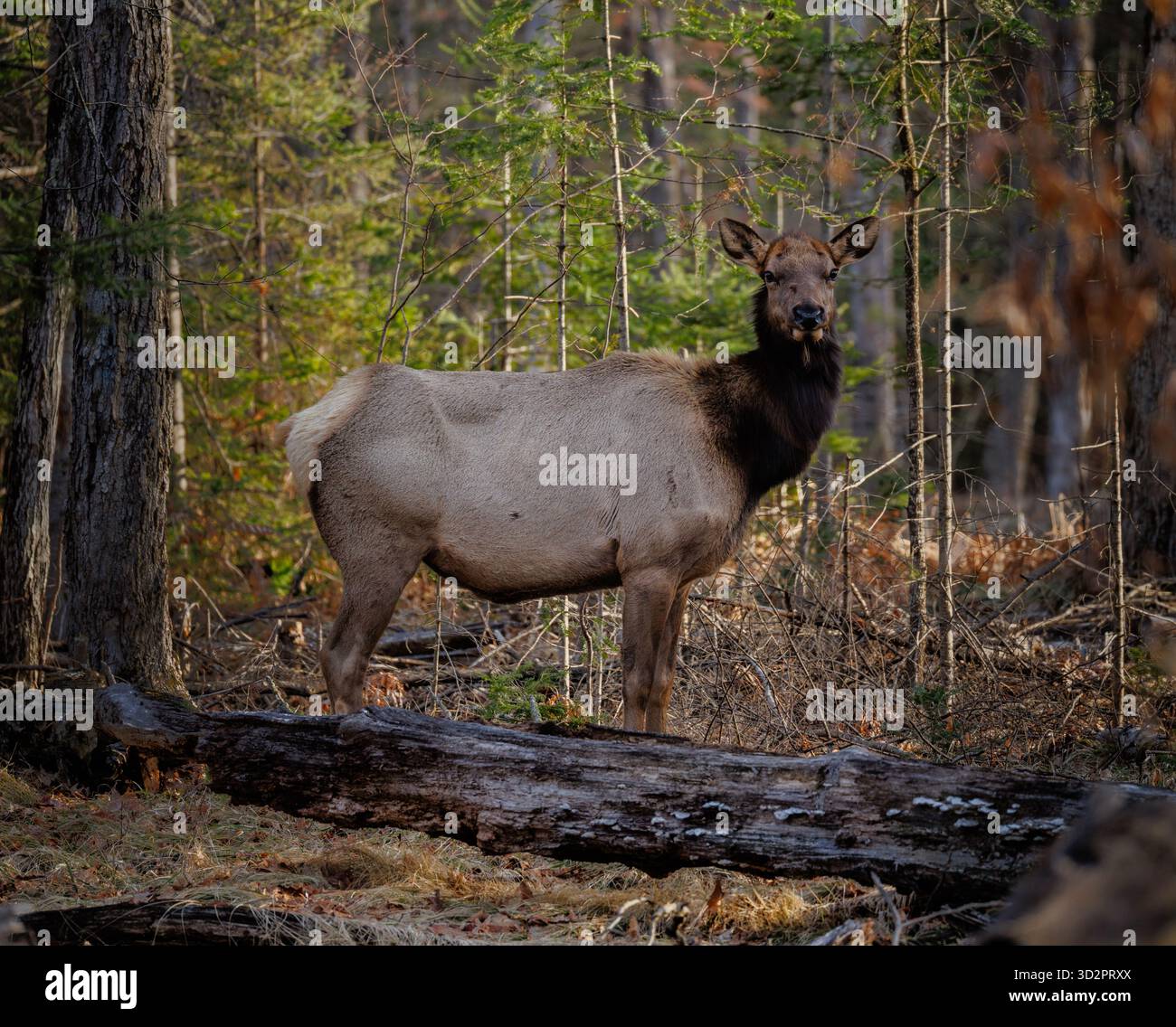 Weibliche Wapitihirsche in der Clam Lake Gegend im Norden von Wisconsin. Stockfoto