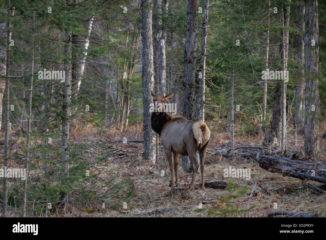 Elchweibchen an einem Aprilmorgen im Clam Lake-Gebiet im Norden von Wisconsin. Stockfoto