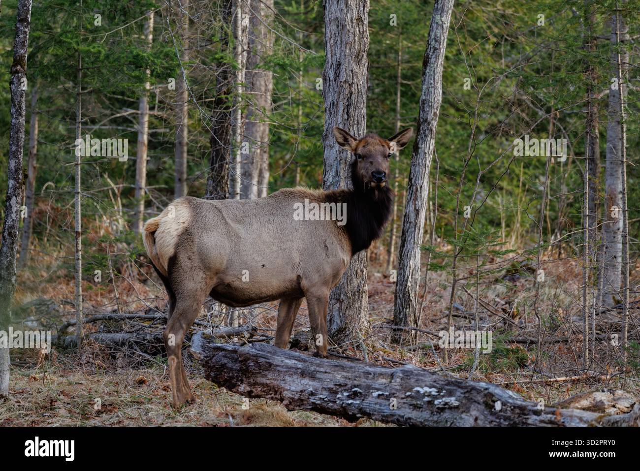 Weibliche Wapitihirsche in der Clam Lake Gegend im Norden von Wisconsin. Stockfoto