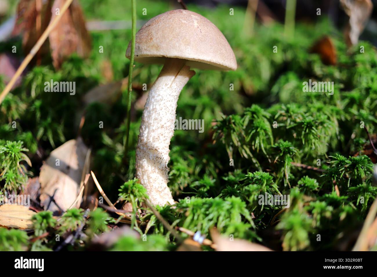 Boletuspilz. Naturlandschaftshintergrund. Stockfoto