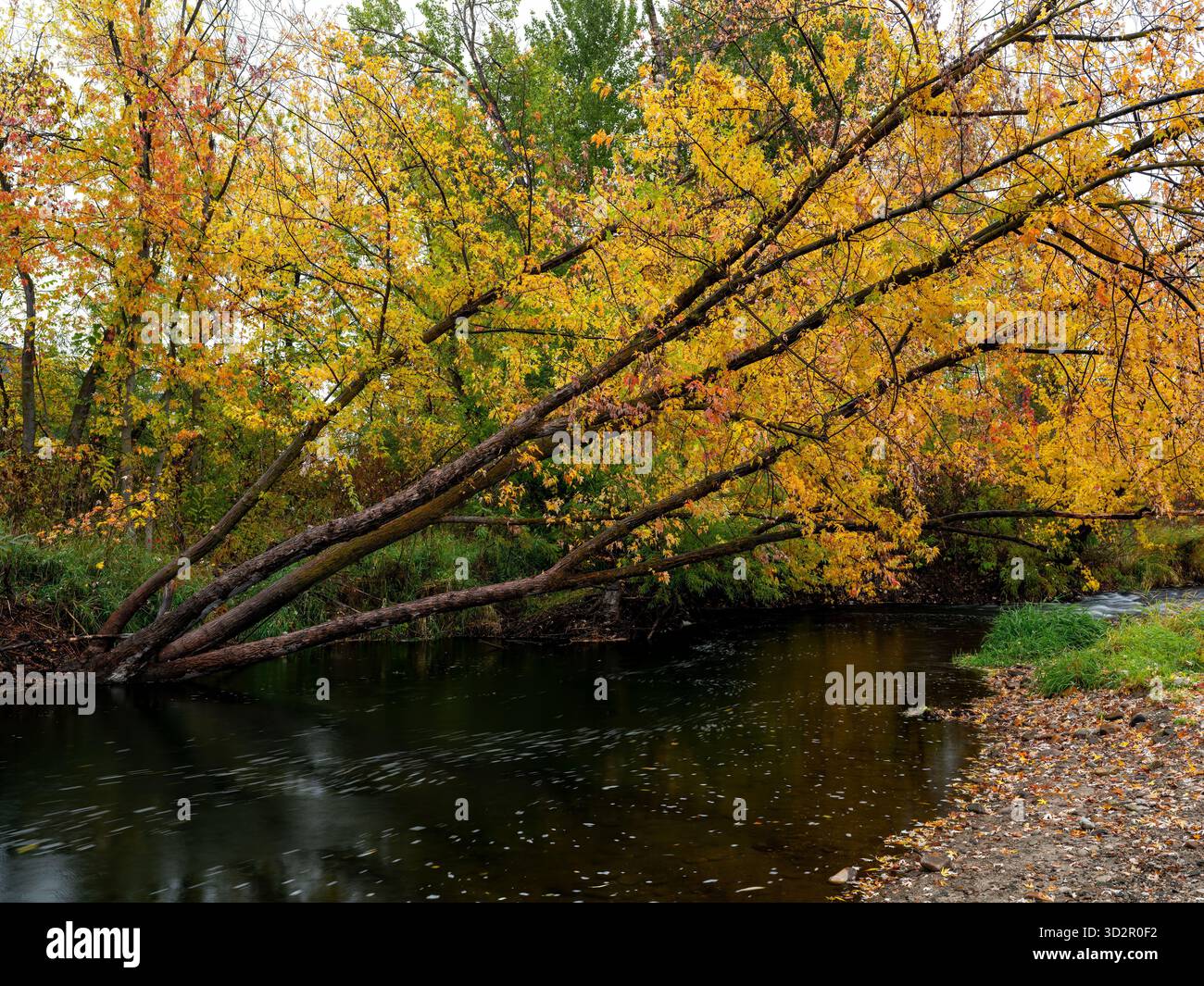 Der Herbstbaum lehnt sich über den Boise River in Idaho Stockfoto