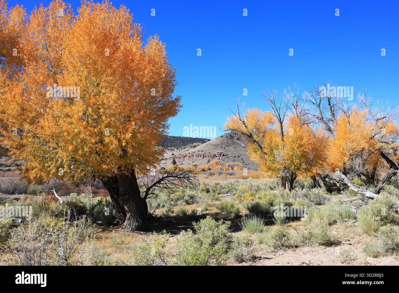 Grasland im Süden von Colorado Stockfoto