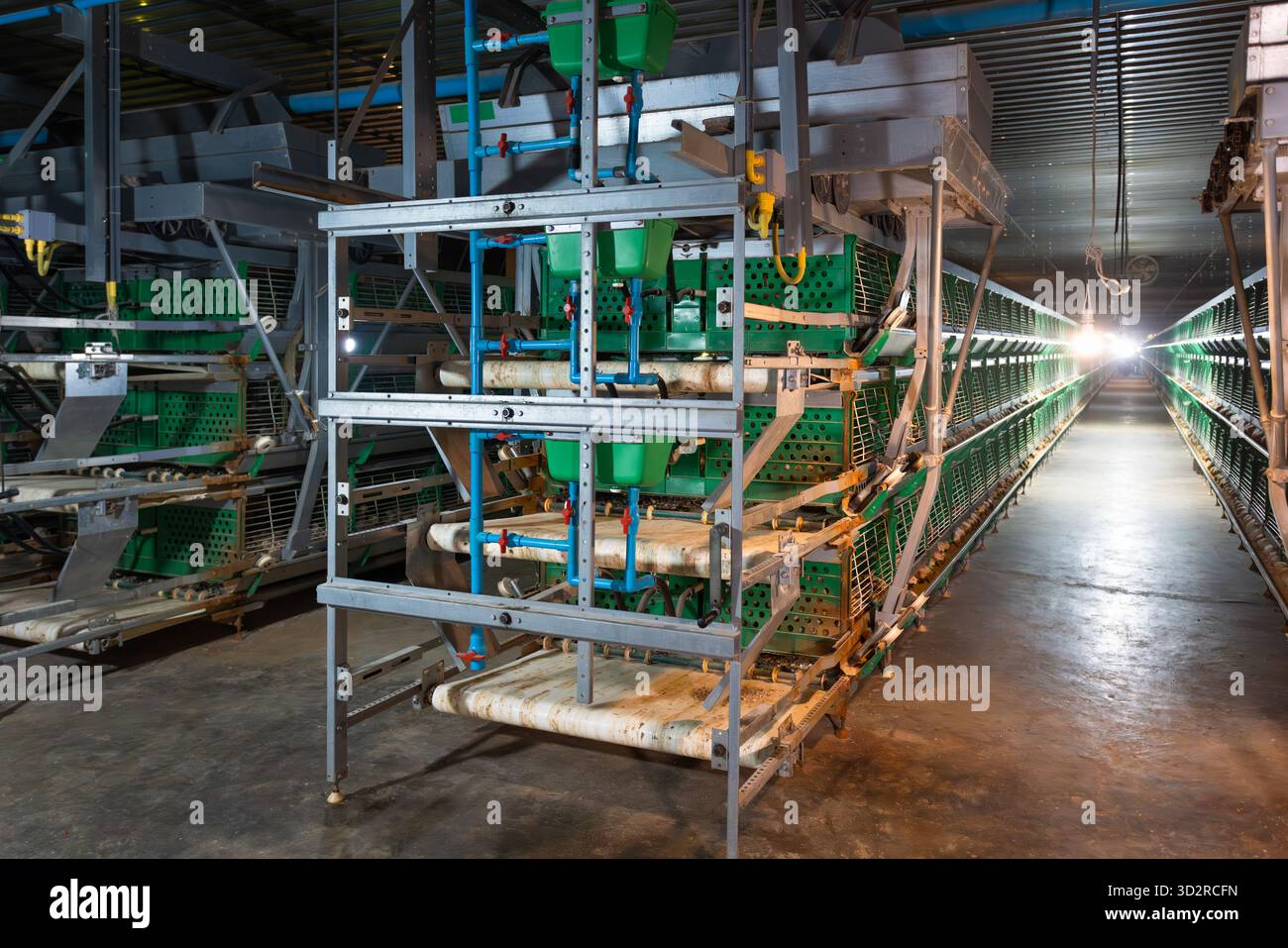 Automatische Fütterung und Wasser in Zuchtbetrieben. Käfige Für Geflügelbetriebe. Stockfoto