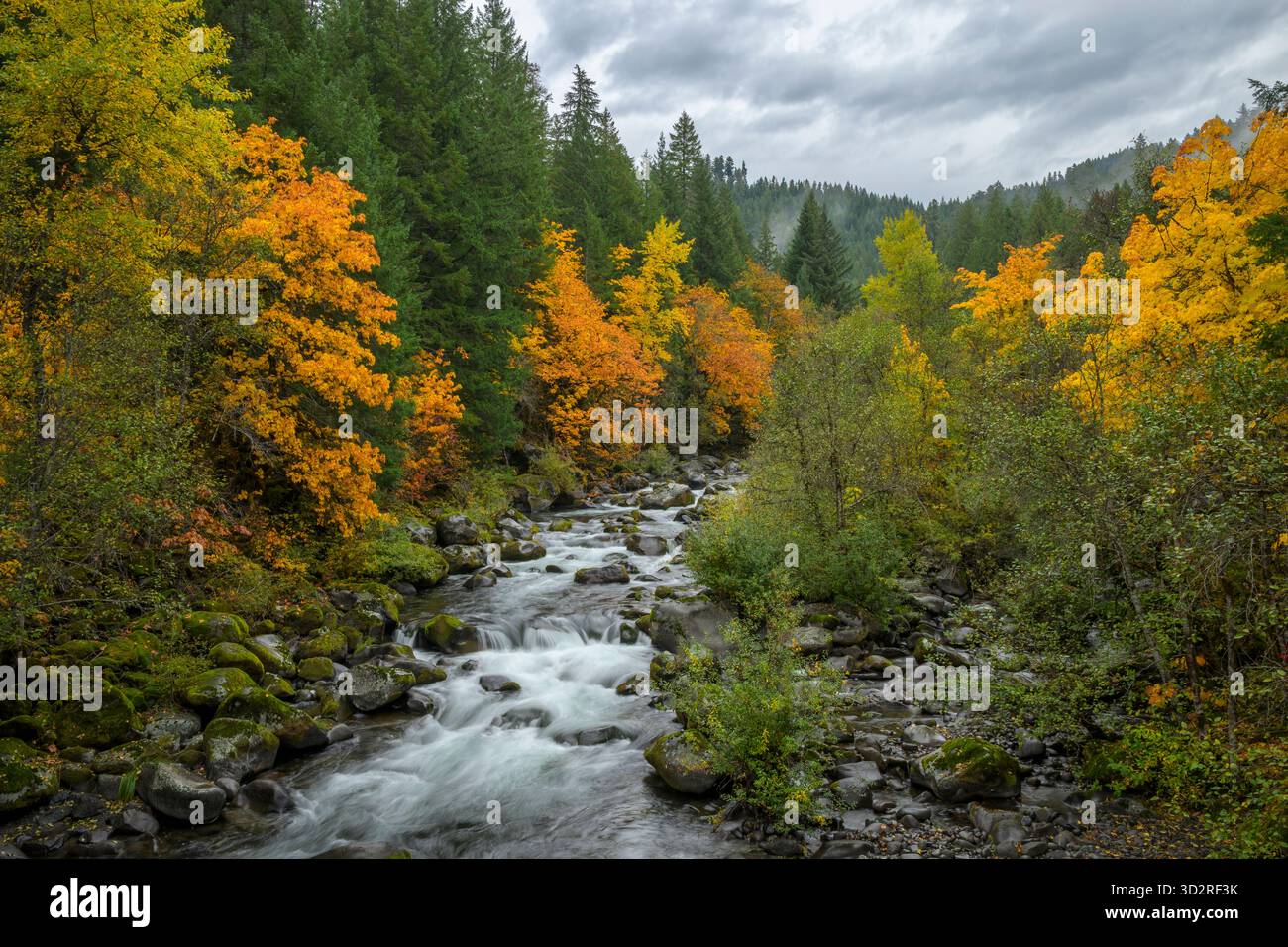 North Fork Middle Fork des Willamette River, Cascade Mountains, Oregon. Stockfoto