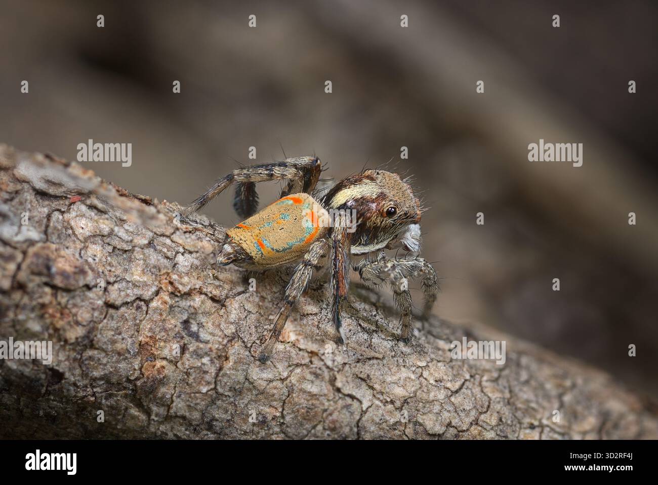 Eine männliche Pfauenspinne (Maratus pavonis). Die „ursprüngliche“ Pfauenspinne; der Name „Pavonis“ stammt aus dem Lateinischen für Pfau. Stockfoto