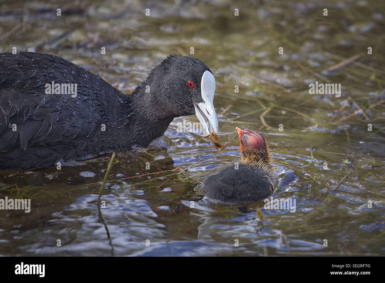 Ein Elternkoch füttert ein Küken im See in einem örtlichen Park. Stockfoto