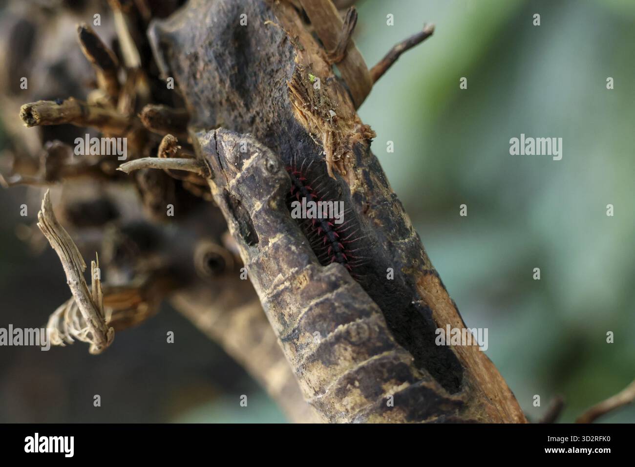 Das kleine, schlanke, rötlich-braune Insekt verschmilzt anmutig auf rauem, strukturiertem Holz. Die segmentierte Karosserie erscheint perfekt getarnt in der natürlichen Umgebung Stockfoto