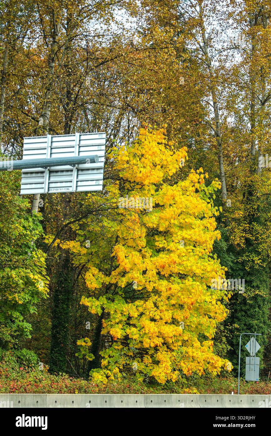 Leuchtender gelber Ahornbaum im Herbst mit Straßenschild Stockfoto