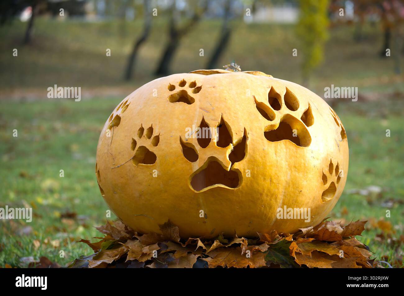 Ein festlicher Kürbis mit Ausschnitten mit Pfotenmuster sitzt auf einem Bett aus Blättern, perfekt für die Herbstsaison Stockfoto
