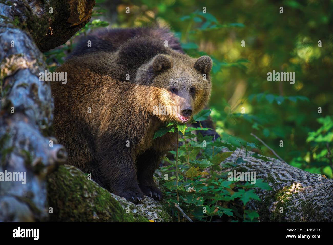 Braunbär auf Ast im Sommerwald. Tier im Naturlebensraum. Großes Säugetier. Tierwelt Stockfoto