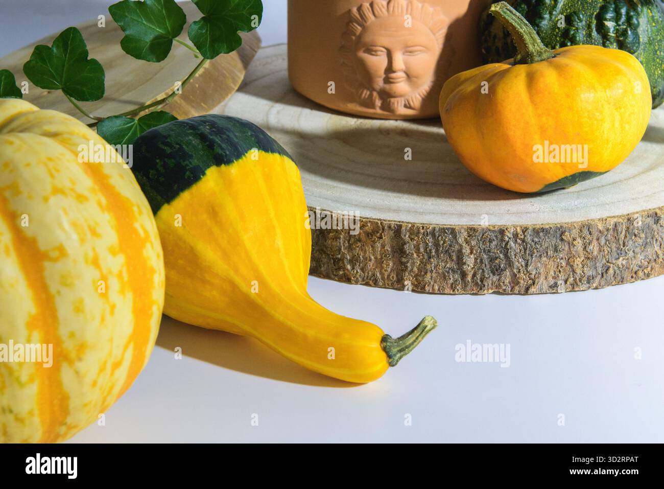 Klassisches Stillleben mit gelben Dekorationskürbissen Stockfoto