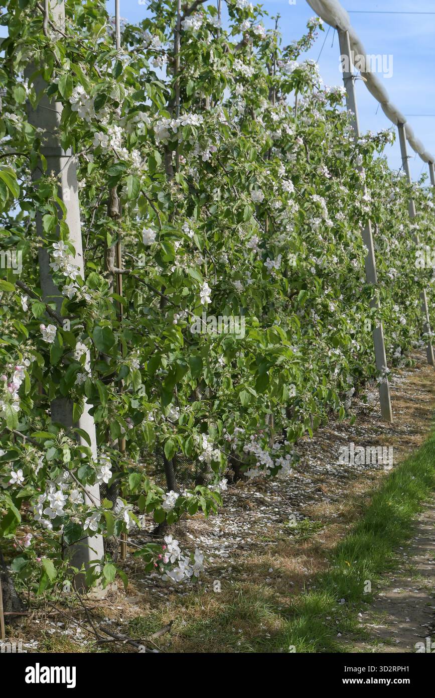 Apfelplantagen im Frühjahr während der Blütezeit Stockfoto