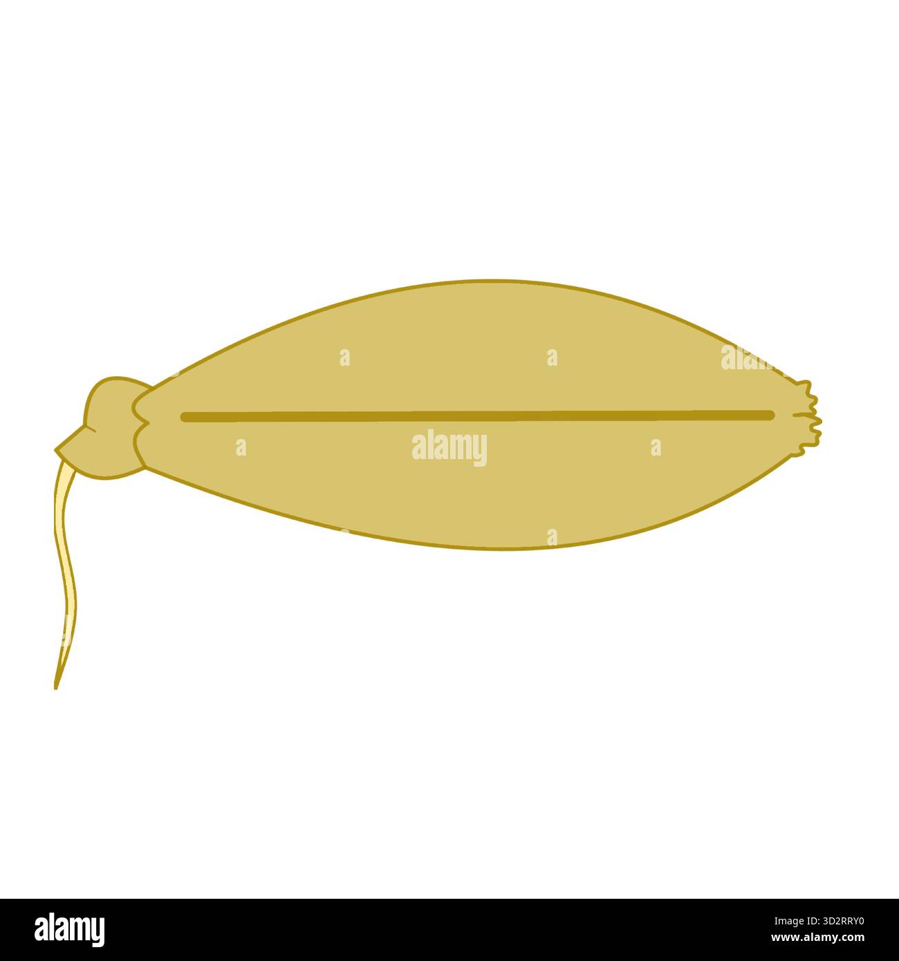 Weizen oder Gerste Samen Getreide Keimen Keimen Keimen Lebensmittel Keimlinge gesunde Ernährung Rezept gut für die Darmgesundheit Stock Vektor