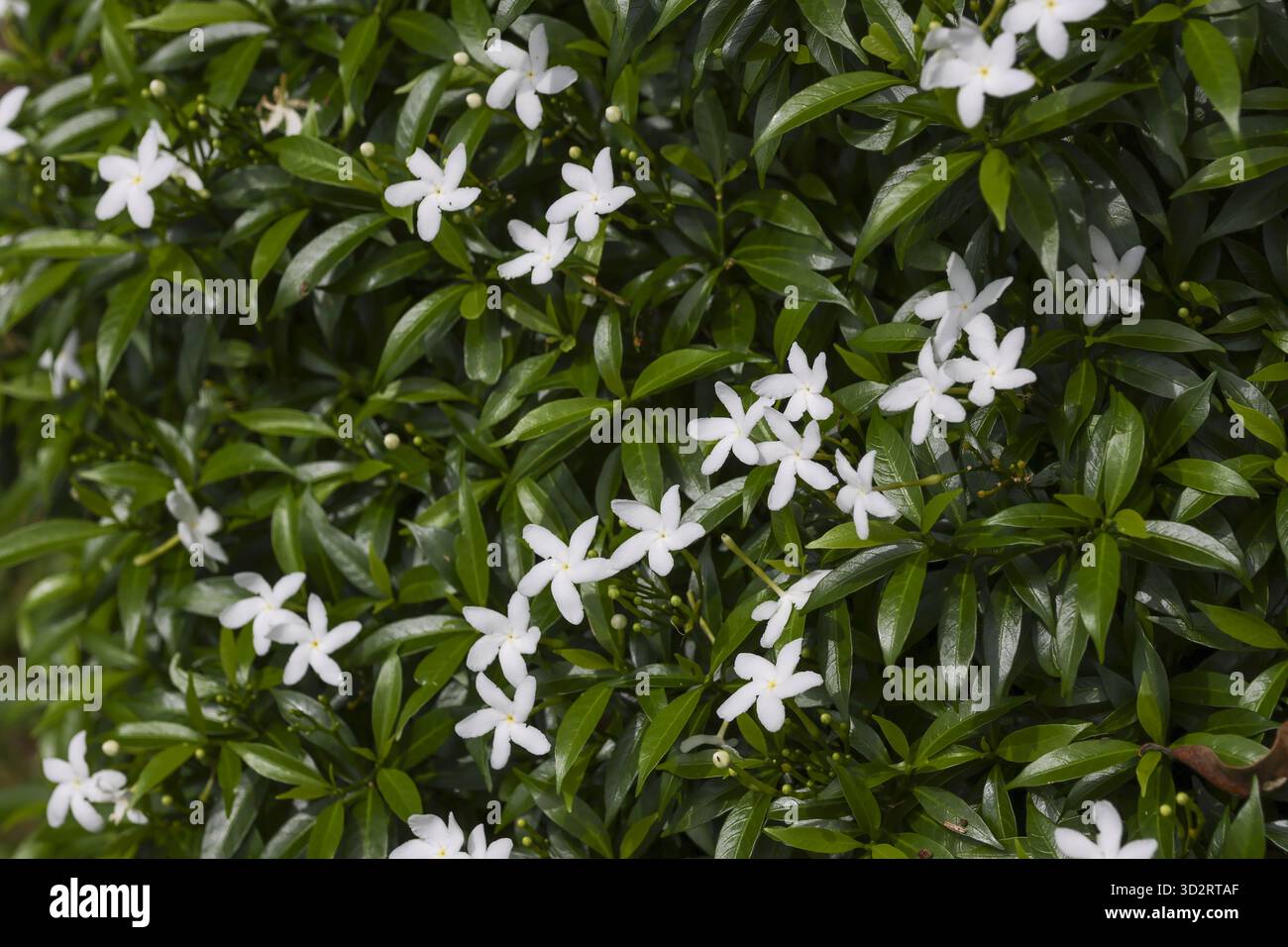 Ruhiger, schöner Hintergrund mit üppig grüner Krepp-Jasmin-Pflanze. Die Nahaufnahme zeigt kleine weiße Blume mit einem Gefühl von Frische im natürlichen Garten Stockfoto