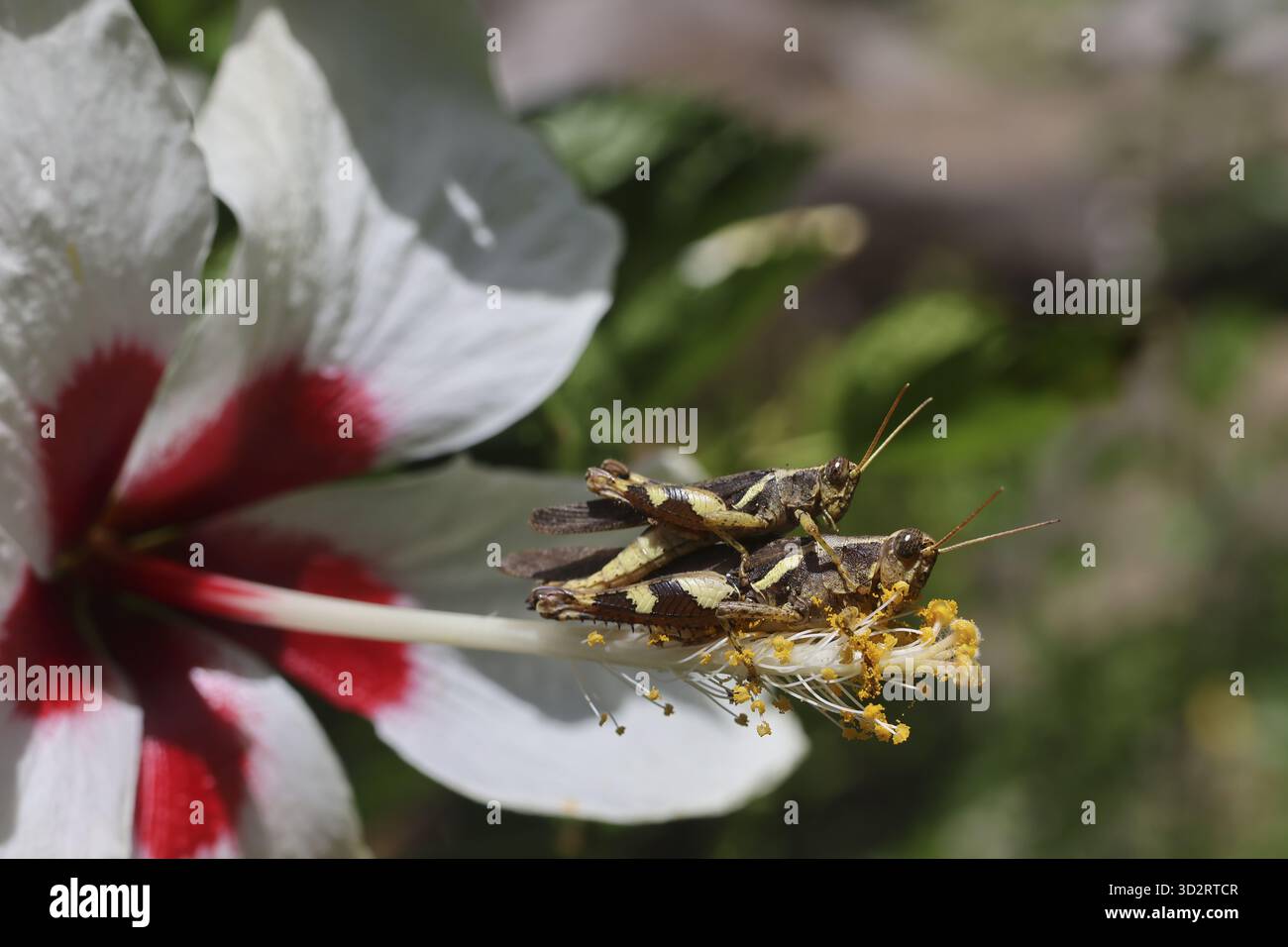 Zwei Heuschrecken, die weiße Hibiskusblüte paaren, zeigen den Fortpflanzungszyklus der Natur und intime Momente wild. Das fängt das empfindliche Gleichgewicht des Lebens und ein Stockfoto