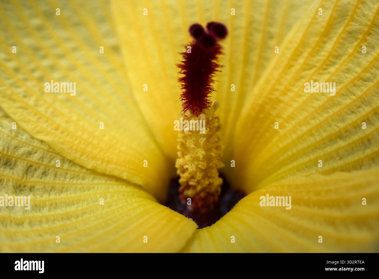 Lebendige Makroaufnahme von zarter gelber Blume mit rotem Stempel. Ruhiger botanischer Hintergrund mit komplizierter Blütenpracht, Pollendetails und Natu Stockfoto