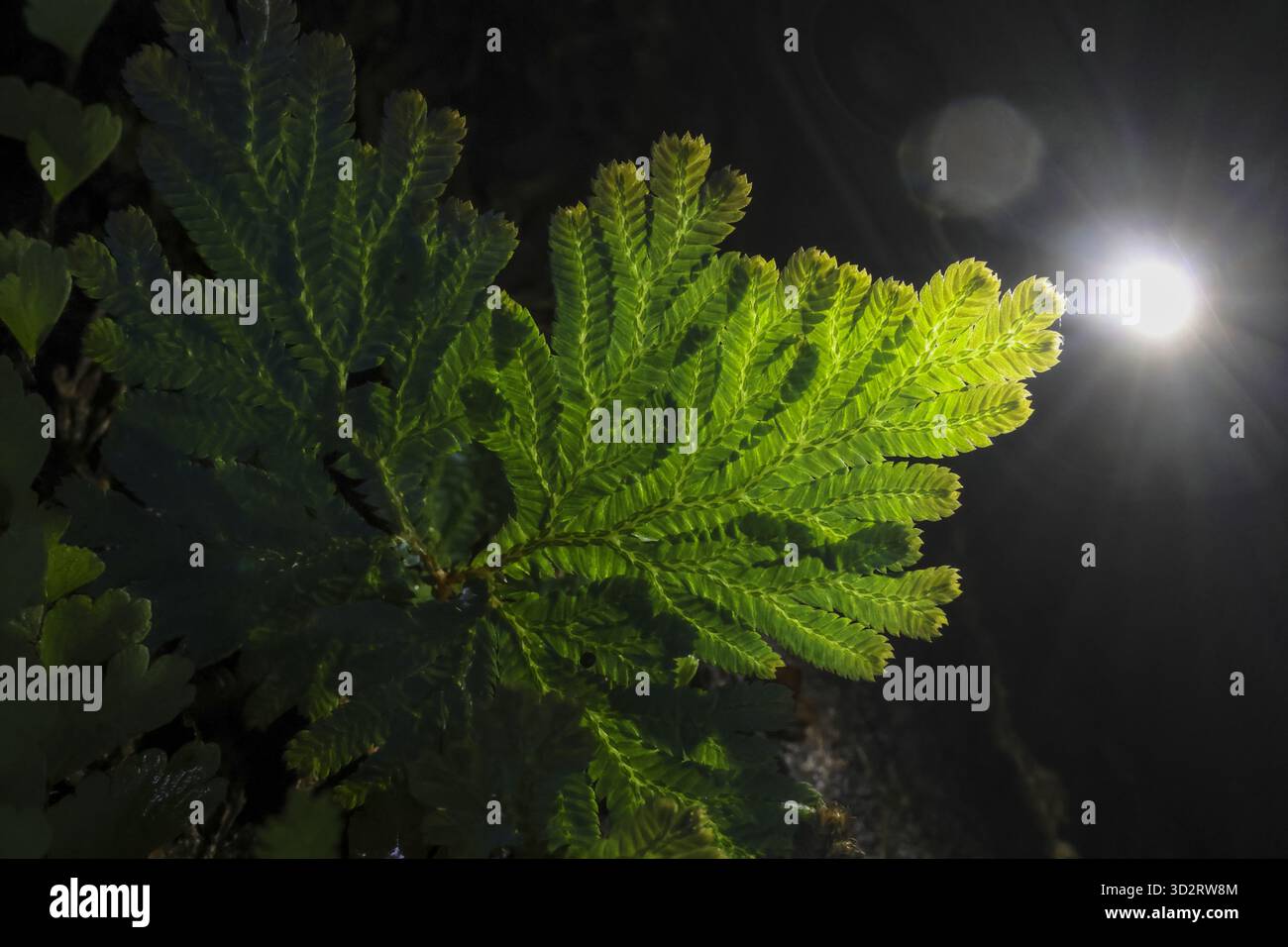 Üppiges grünes Farnblatt, das im Mondlicht beleuchtet wird und ein Gefühl von Mysterium und Ruhe weckt. Die komplizierte Textur der Wedel sorgt für sanftes Leuchten und erzeugt so SER Stockfoto