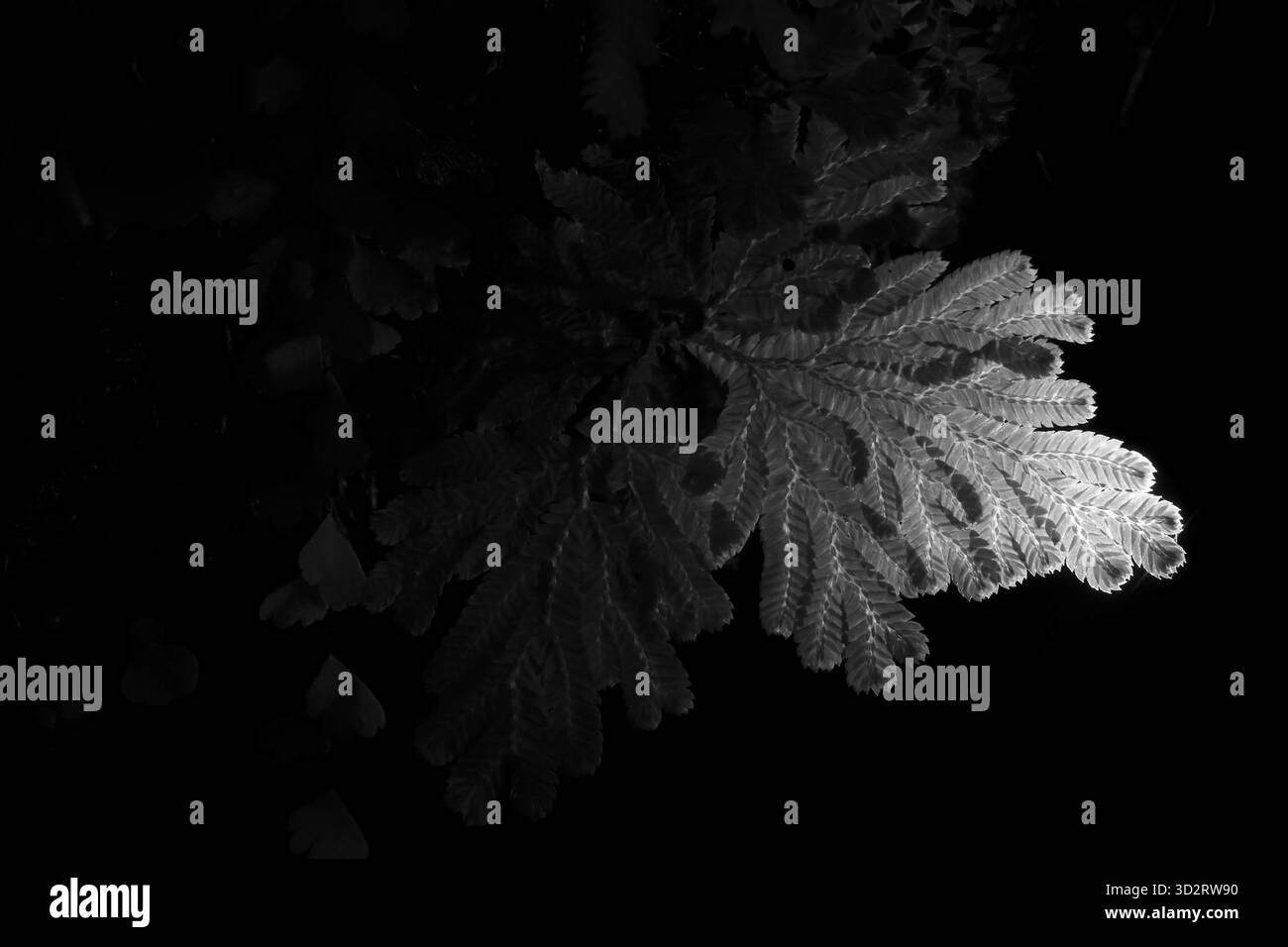 Die Dunkelheit umgibt einzelne Eichenblätter, die von Mondlicht beleuchtet werden, was ein Gefühl von Geheimnis und heiterer Schönheit schafft. Das fängt feine Textur und Komplexität ein Stockfoto